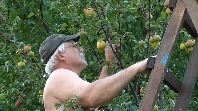 Ранние груши. Урожай ранних груш. Созрели груши. смотреть онлайн