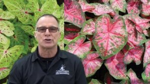 Caladiums Tropical Paradise