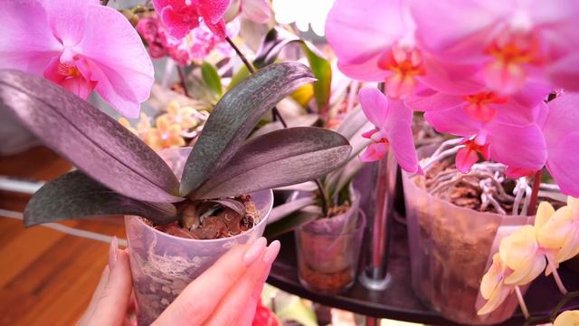 Самое время для полива орхидей Витаминами. Корни щеткой, активное развитие. смотреть онлайн