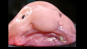 Самое уродливое существо в мире.  Рыба - капля