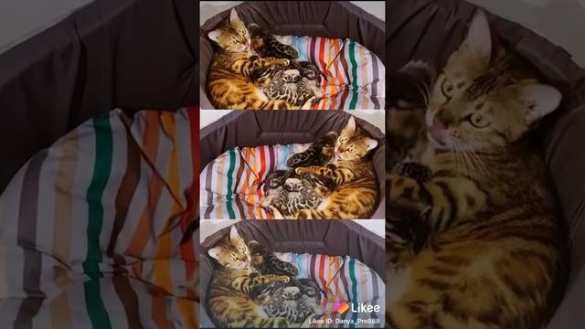 Одни из самых красивых котят ?#популярное #котята #котики