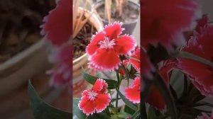 Red Petunia flower 🌺