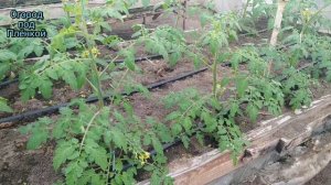 Этот томат может вырастить каждый из вас!