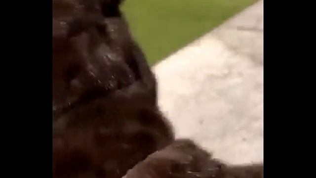 Из баргузинского соболя "Dark" смотреть онлайн