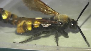 ИНСЕКТАРИЙ: 35. Сколия Гигантская (Scolia maculata)