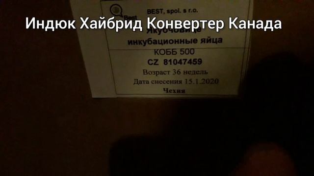 Как выглядит печать инкубационное яйцо бройлер КОББ-500  и Индюк хайбрид конвертер .