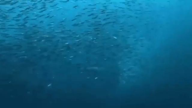 Лисья акула — боевая рыба лиса👇