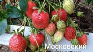 Клубника Московский Деликатес — описание сорта
