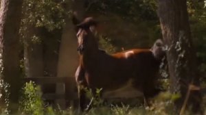 ПРЕКРАСНЫЙ НАШИД: КОННЫЙ КЛИП. BEAUTIFUL NASHID: Clip Beautiful Horses