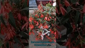 Бегония боливийская Копакабана Red.