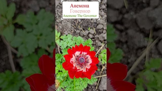 Анемона Говернор (Anemone The Governor).?