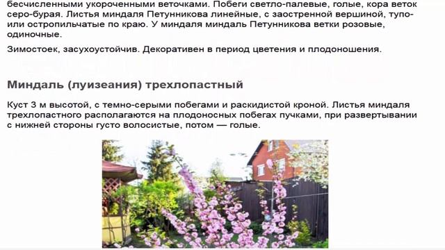 Миндаль нетребователен к почве, засухоустойчив, светолюбив смотреть онлайн