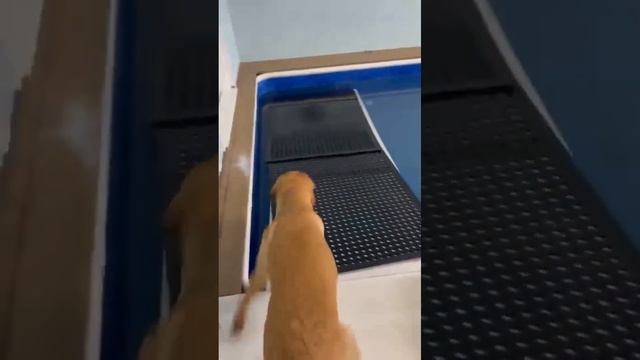 This Doggo Can't Wait To Use The Indoor Pool At The Daycare - u/Thund3rbolt from r/aww