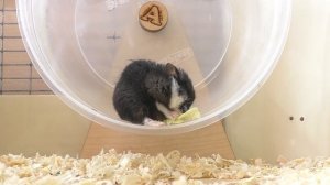 Последние дни хомячка Пепси / про подарок к Новому году / Alisa Easy Pets