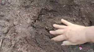 Еще один эксперимент. Пересадка в новолуние.