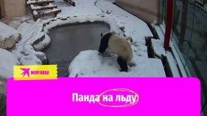 Игры панды Жуи в московском зоопарке