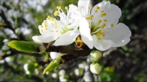 Ильгам Шакиров - Бер Алманы Бишкә Бүләек