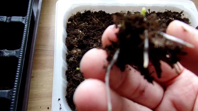 Vėdrynai 2 dalis | Potting ranunculus смотреть онлайн