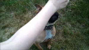 Амстафф - дрессировка, прикол | amstaff