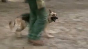 Дрессировка собак. Посыл по команде "Вперед".