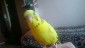 ПОПУГАЙ ЛИНЯЕТ/ ЛИНЬКА У ПОПУГАЯ