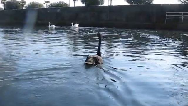 Гуси-лебеди. Новый Афон, Абхазия смотреть онлайн