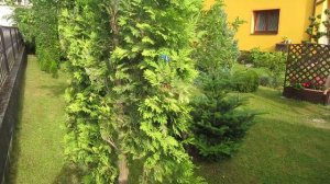 Thuja occidentalis 'Wareana Lutescens (hudge element)