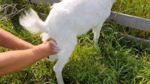 Девичье молоко у коз, набухло вымя #налилосьвымя