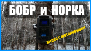 НОРКА и БОБР. УСТАНОВКА ФОТОЛОВУШКИ НА ХАТКЕ БОБРА. Видео с фотоловушки.