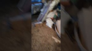 ДРОБЛЕНКА, у нас она называется посыпка! ЧТО ЛУЧШЕ ДРОБЛЕНКА ИЛИ КОМБИКОРМ!