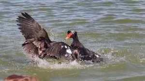 Muscovy drakes fighting in water