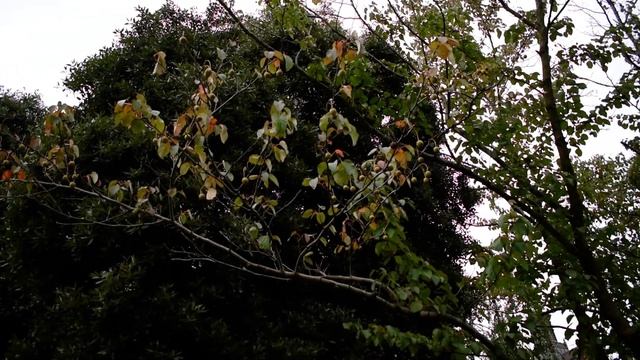 Каменный Дуб, Давидия, Банан и Кокосовая Пальма смотреть онлайн