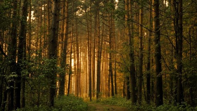 Лучшая музыка для сна и Восстановления Сил. Один час расслабляющей музыки для глубокого сна. смотреть онлайн