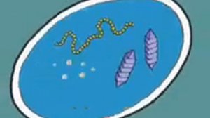 размножение бактерий