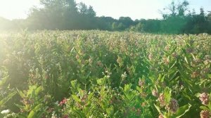 Ваточник сирийский, добро или зло?