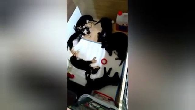 Наша спасённая собака Глаша ощенилась/Щенки ищут дом