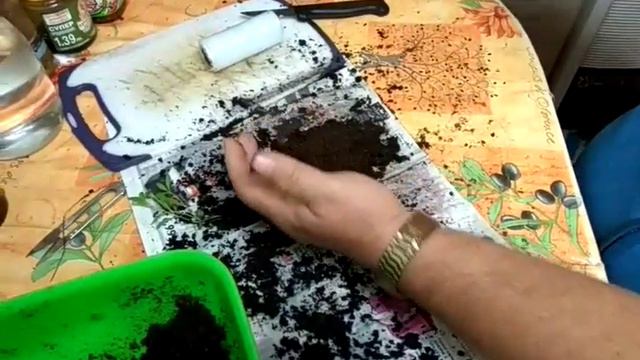 РАЗСАД НА КИТАЙСКИ КАРАМФИЛИ смотреть онлайн