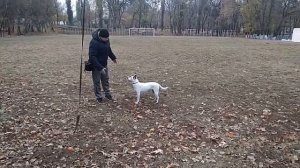 ДРЕССИРОВКА СОБАК | КАК НАУЧИТЬ СОБАКУ ОТВОРАЧИВАТЬСЯ | ДРЕССИРОВКА ДВОРНЯЖКИ