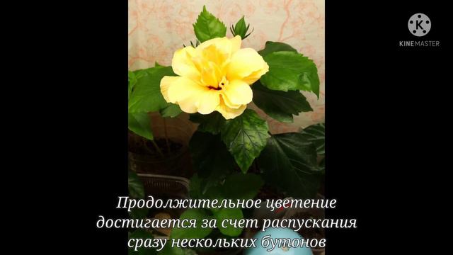 Гибискус непрерывного цветения смотреть онлайн