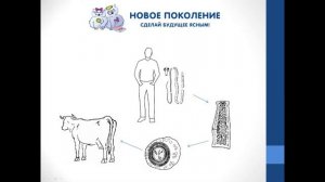 Биология. Объяснение темы "Жизненный цикл бычьего цепня"