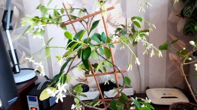 #Комнатные растения/цветы. Цветут необычайно красивые жасмины.