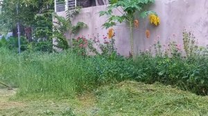 TRIMMING THE EXTREMELY OVERGROWN GRASS AND WEEDS USING BRUSH CUTTER / GRASS CUTTER