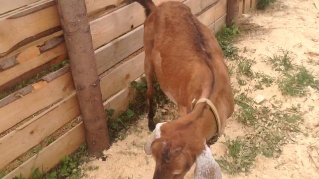 Англо-нубийские козы, летнее содержание. Начало большого пути. смотреть онлайн