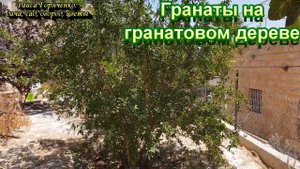 Гранаты на гранатовом дереве
