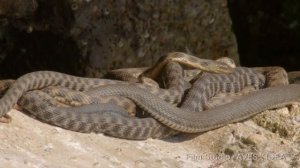 Уж водяной - Dice snake - Апшеронский национальный парк. | Film Studio Aves