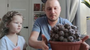 Рассказываю про Маммилярию Вобурненсис(Mammillaria voburnensis)