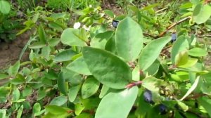 Жимолость,сравниваем сорта,какой лучше/Honeysuckle, compare varieties, which is better