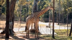 Дикие животные для детей. Звуки животных. Развивающее видео для малышей