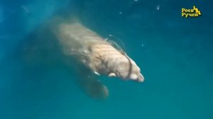 Развлечение медведей водой