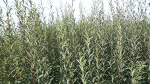 Плантация ивы, три года